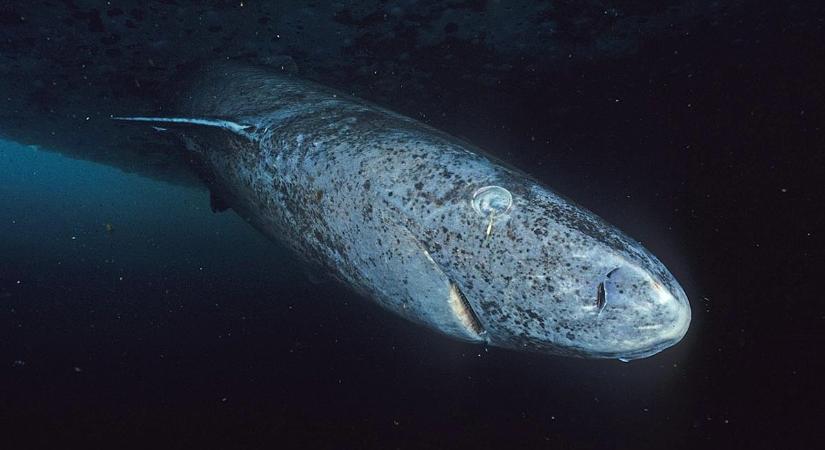 100 év után sem romlik a látása: a grönlandi cápa titka