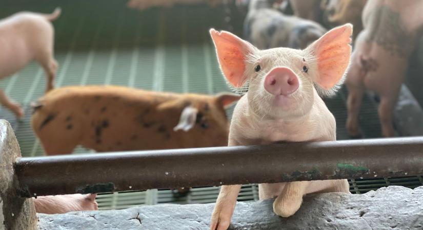 NGM: kamat- és költségmentes hitel segíti a sertéstartókat