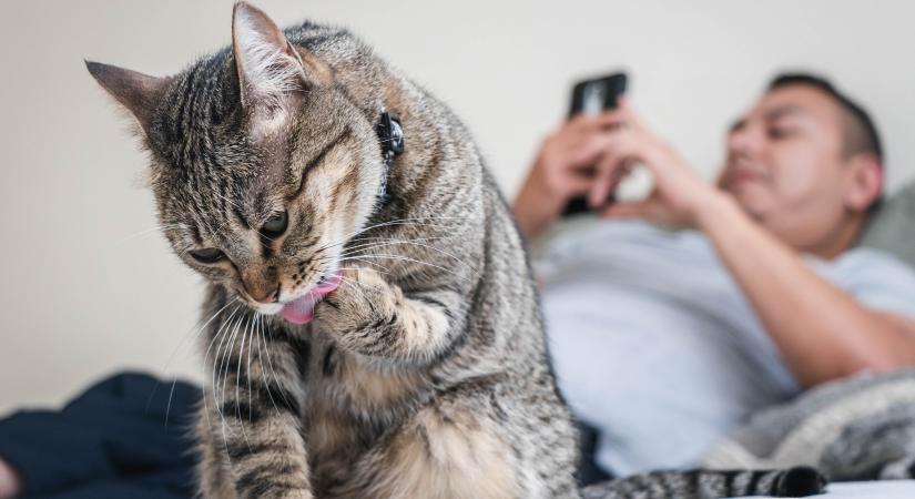 Ez az egyre népszerűbb kozmetikai szer halálos méreg a macskák számára