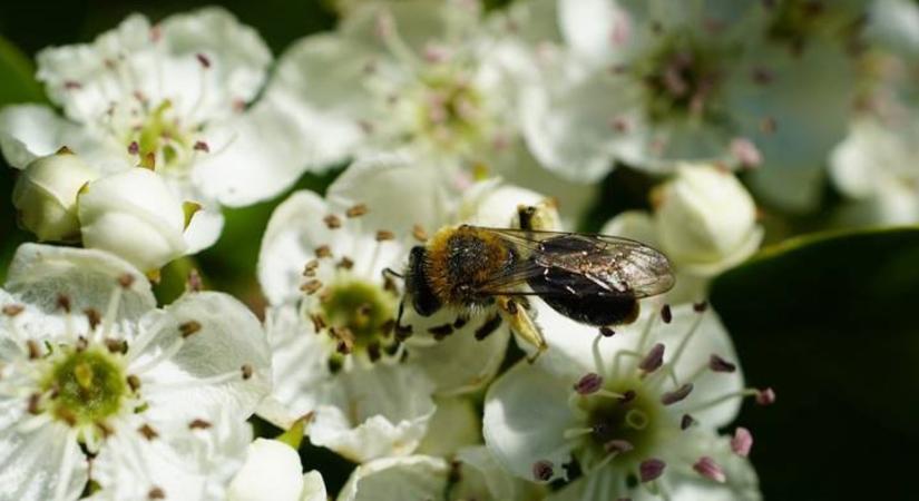A rovarok világa csendben omlik össze – mi lesz ennek a következménye?