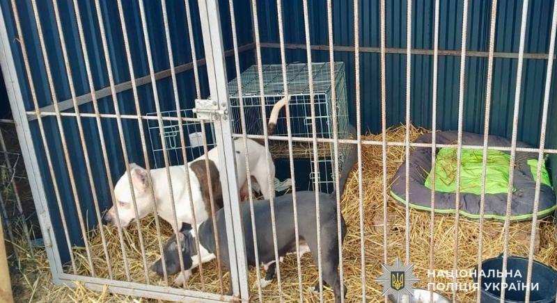 Ungváron a rendőrök menhelyre helyeztek két harci kutyát, miután gazdájuk elhunyt