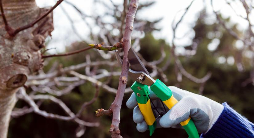 Kert: közeledik a tél vége, mutatjuk, melyik fát mikor kell metszeni
