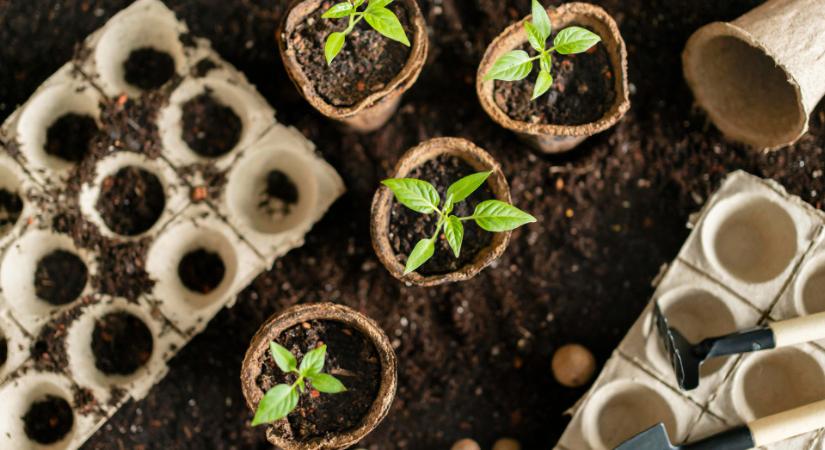 Így készüljön a kerti szezonra: mutatjuk, melyik zöldséget mikor kell elvetni