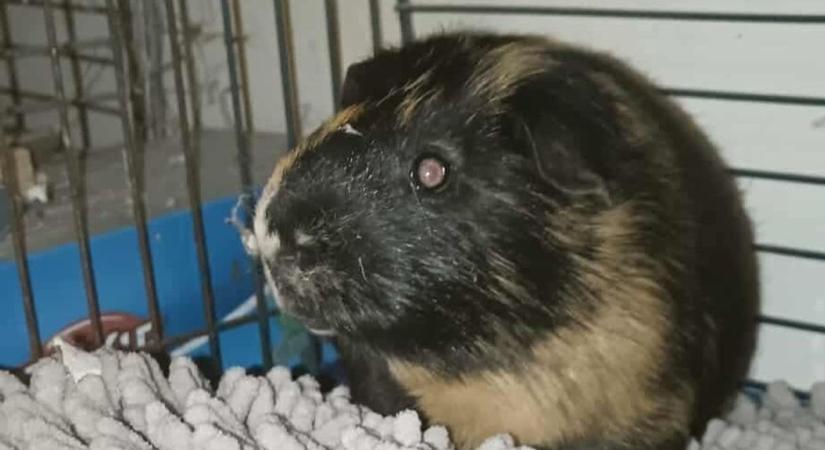 Kegyetlenség: kitettek az utcára megfagyni ketrecestül egy tengerimalacot Szombathelyen