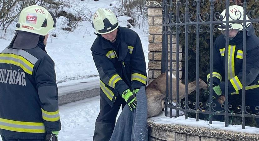 Jégen rekedtek, vízbe fagytak, bajba kerültek – Így mentik az állatokat a tűzoltók (fotók  videó)