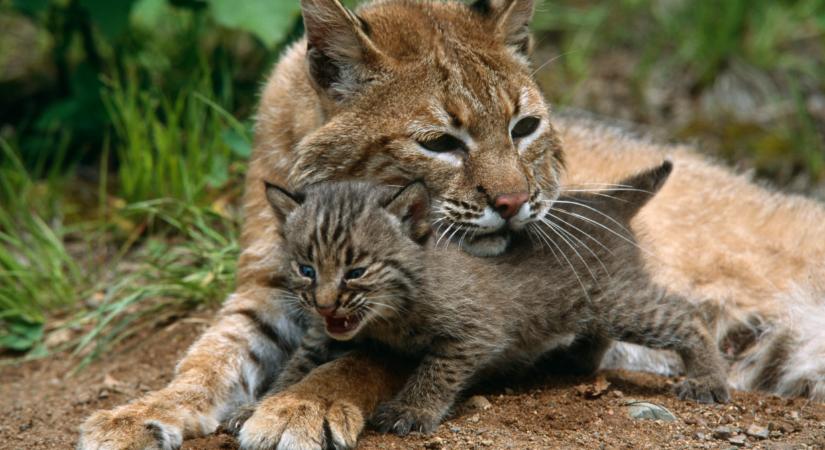 SOS, veszélyben a vadmacskák! Így védheted meg a szerelmes erdei titánokat