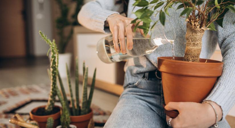Ha eddig így gondozta szobanövényeit télen, rosszul csinálta