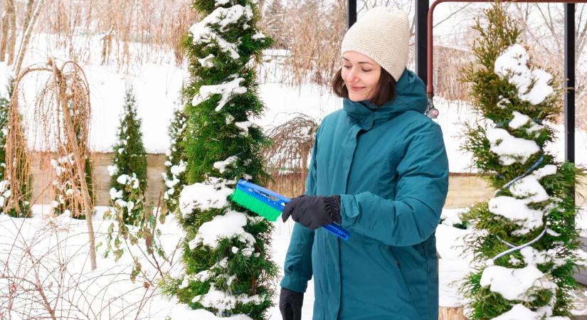 Így védd meg a tujákat télen a kipusztulástól