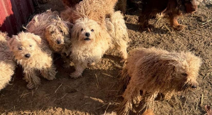 Baranyai horrortelep: a jeges pokolban tartották az állatokat