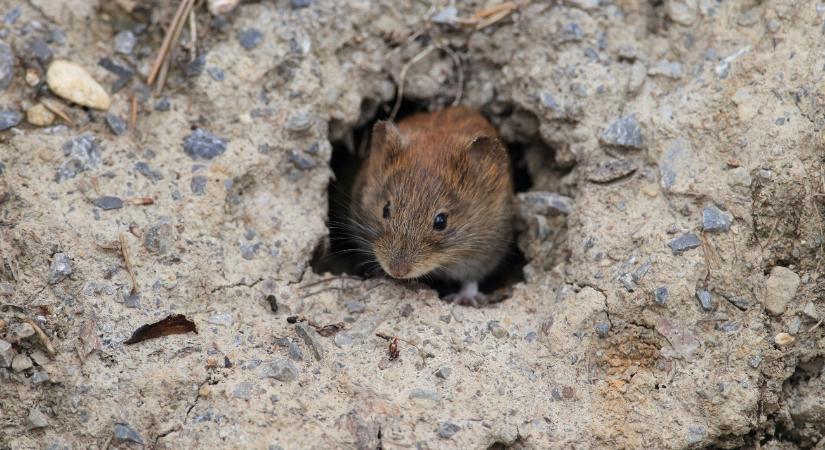 A zord tél pozitív hatása: fagyhalál vár a poloskákra, a kabócákra és a pockokra is