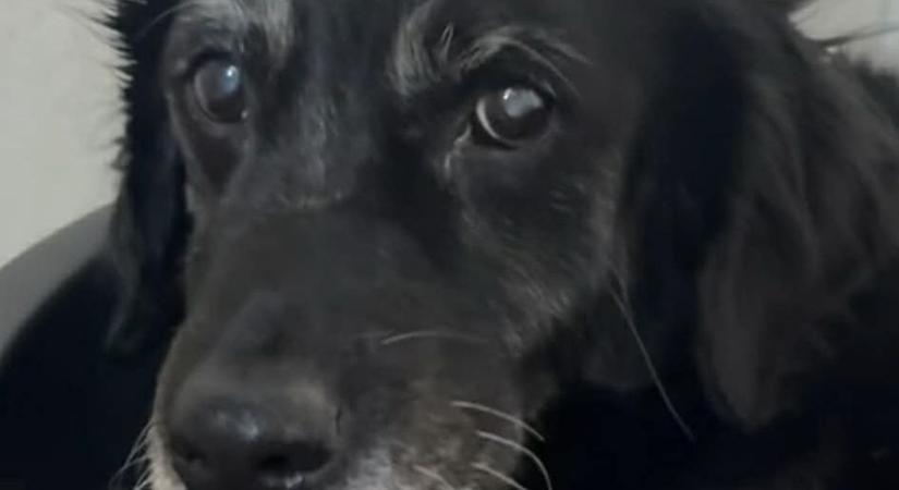 Gazdája után ment a hűséges társ: elpusztult Kovács István kutyája (videó)