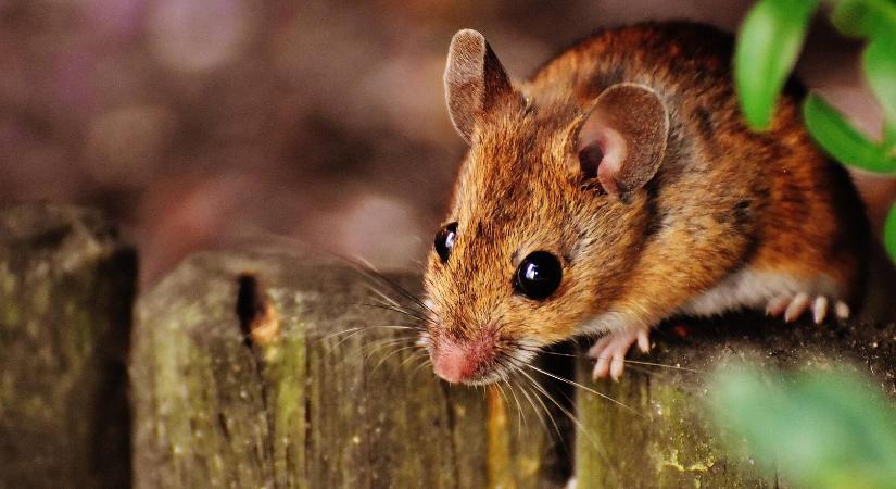 Rágcsálók távol tartása télen – mérgek nélkül!