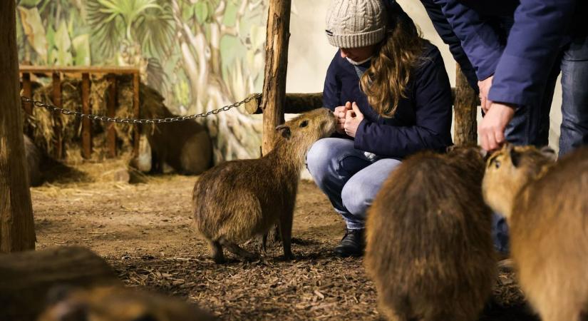 Ilyen szemet gyönyörködtető a téli állatkert Győrben – XXL galéria