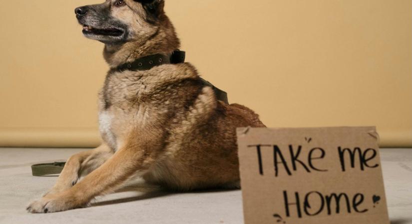 Két élet megmenekül egy döntéssel: miért jó választás egy mentett kutya?