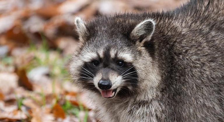 Egy mosómedve autóban szelte át az Atlanti-óceánt, majd Európában bukkant fel