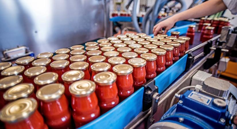 Újabb kihívások előtt az európai paradicsomtermelők