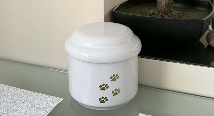 Kegyetlen támadás Fejérben: egy védtelen kiskutya pusztult el a főutcán