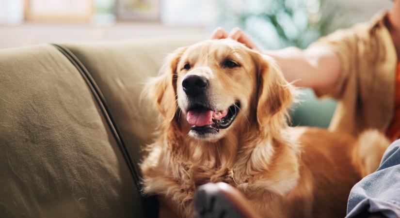 Ízületi fájdalom kutyáknál: ezeket a fajtákat érinti leginkább – Íme a lista