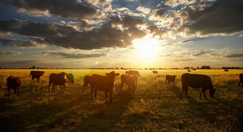 Európa állatkínzást importál a Mercosur-szerződéssel?