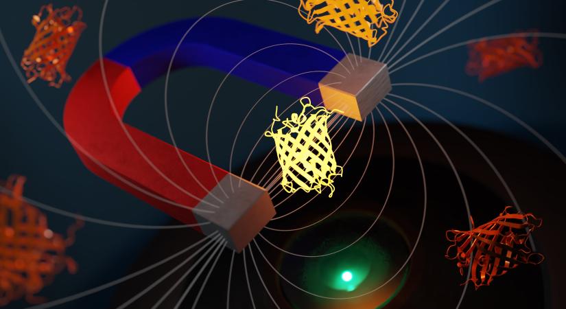 Új képalkotó módszerekhez és kezelésekhez vezethetnek a mágnesesen érzékeny fehérjék