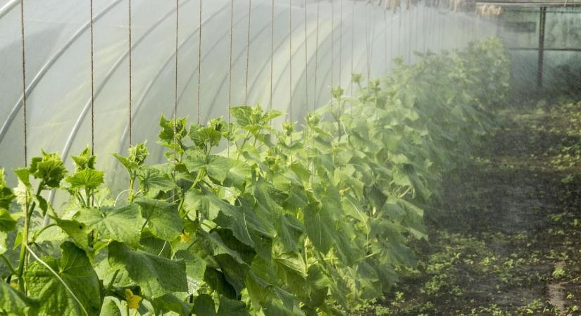 Fóliasátor páramentesítése – hogyan állítsd meg a gombát januárban?