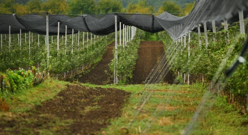 Kilencezer tonna alma tárolására alkalmas központ épül Újfehértón