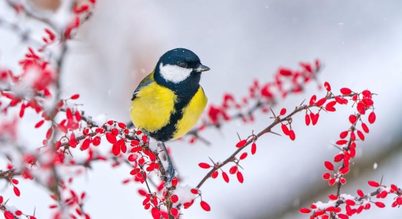 Kevés napsütés, annál több felhő – ilyen időnk lesz holnap