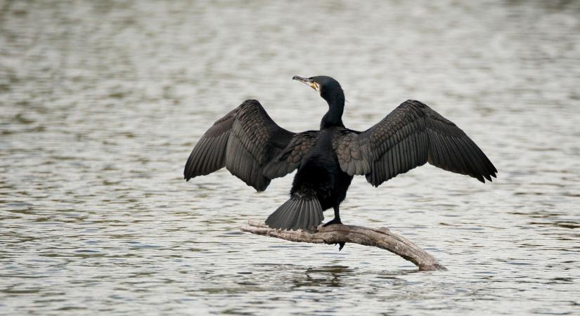 „A kormorán mindent felfal, mi pedig tehetetlenek vagyunk” – Pusztul a halállomány Szilágy megyében