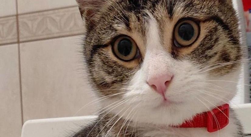 "Cirmos cica, haj": újabb információk érkeztek az eltűnt zalai macskáról, Zokniról