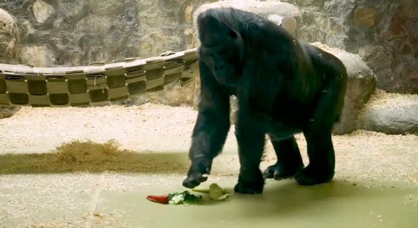 Folyamatosan dolgoznak az állatok lakhelyének melegen tartásán a kijevi állatkertben