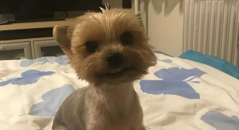 Egyetlen rúgással ölt meg egy kiskutyát a dunaújvárosi állatkínzó