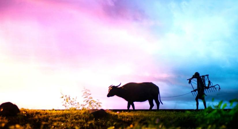 Búcsú a Bivalytól – Így írhatod át a sorsod a Jang Tűz Ló évében, kezdődik a fordulat!
