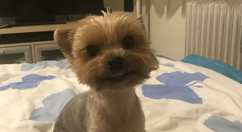 Borzalmas eset Dunaújvárosban: egy apró kutya életét vesztette