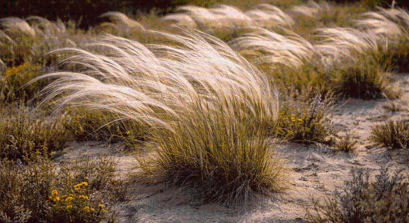 A homoki árvalányhaj lett az év vadvirága
