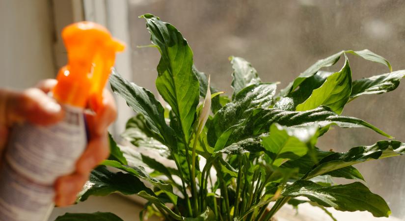 7 konyhai maradék, amitől új erőre kap a vitorlavirág