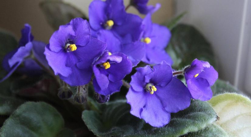 Miért nem virágzik a fokföldi ibolya?