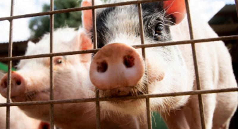 Elindult az Agrár Széchenyi Kártya új alkonstrukciója: kamat- és költségmentes hitel segíti a hazai sertéstenyésztőket