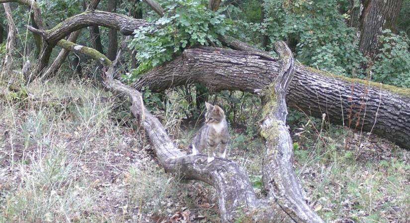 Egy éve ilyenkor: aggasztó jelenséget rögzítettek a Pilisben a vadkamerák