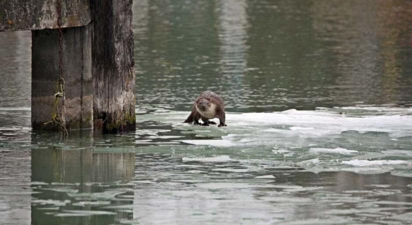 Megölték a kis vidrákat a Balaton jegén