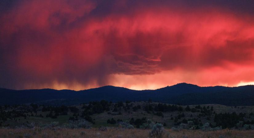 Alattomban gyilkol a világ második legnagyobb és legősibb élő organizmusa