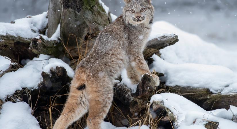 Ilyet még biztosan nem láttál: így kakaskodik két hiúz (videó)