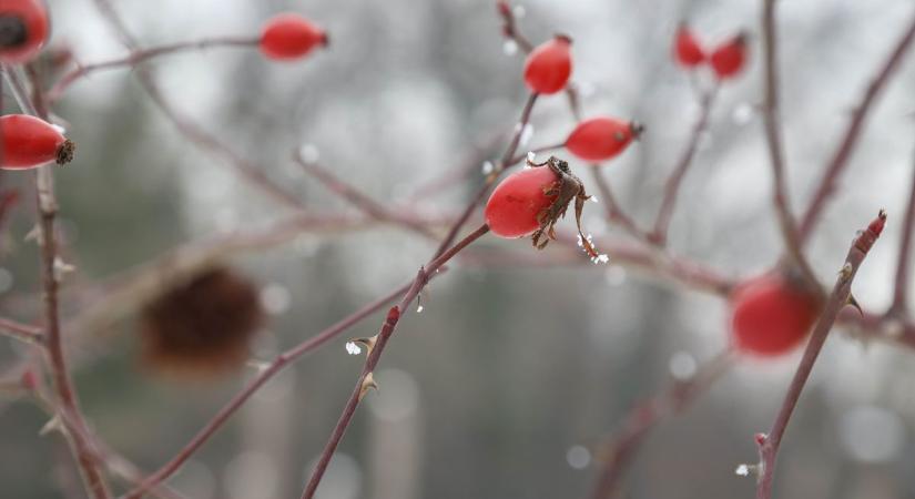 Borult, párás vasárnap vár ránk: ködfoltok és eső nehezíthetik a közlekedést