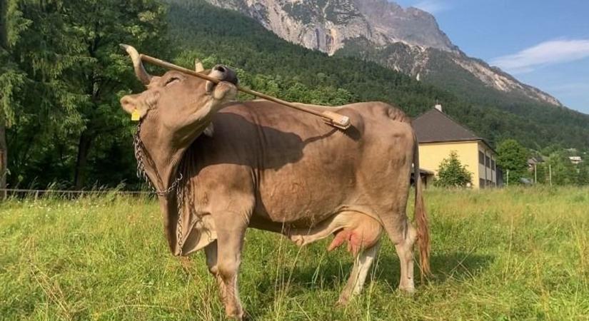 Egy osztrák tehén, aki eszközt használ? – nem vicc, inkább tudomány