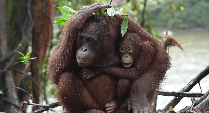 Elolvad az internet ettől a jelenettől Borneó dzsungeléből
