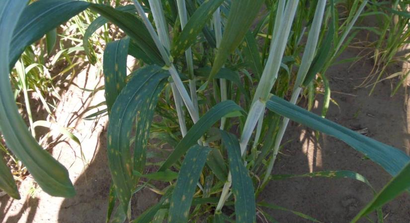 Levélfoltosság búzában: mikor okoz terméskiesést?