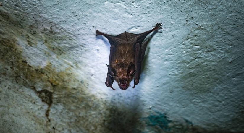 Komoly járványügyi kockázatú vírus terjed Indiában: nincs ellene hatásos vakcina vagy kezelés