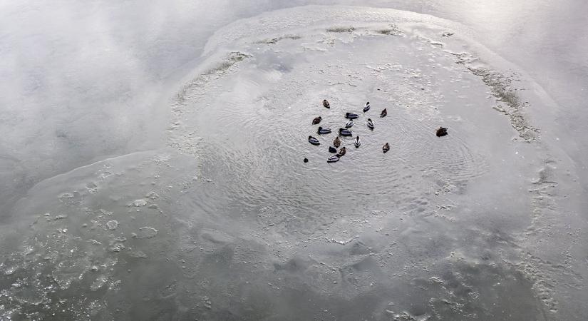 A kemény hidegben lihogókat tartanak fenn a madarak