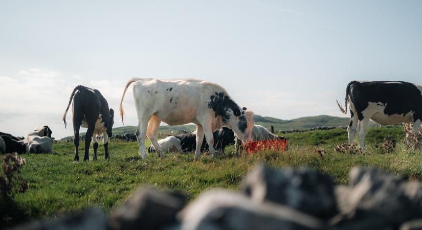 Meglepő lépés egy banktól: ingyen osztogatnak egy hasznos eszközt a brit gazdáknak
