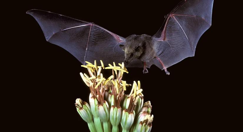Újabb járvány? Halálos, denevérek által terjesztett vírus terjed – nincs ellene gyógymód