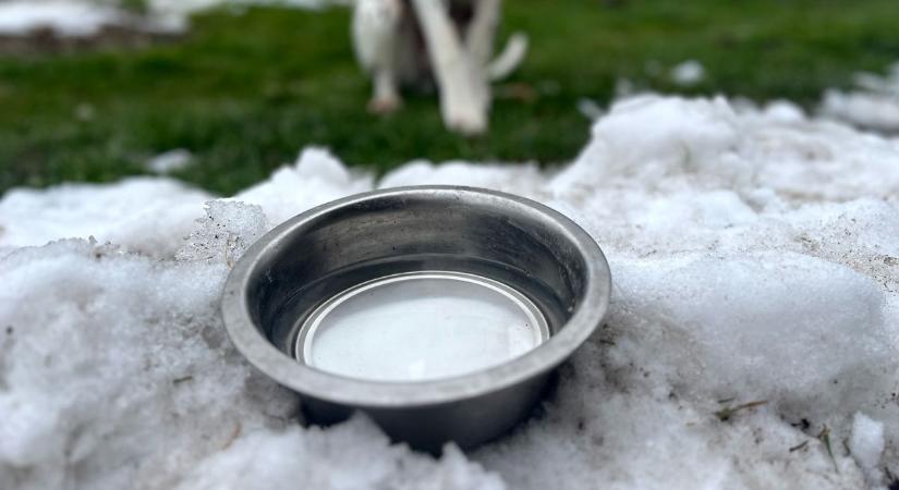 Így érheted el, hogy a kutya vize ne fagyjon be télen